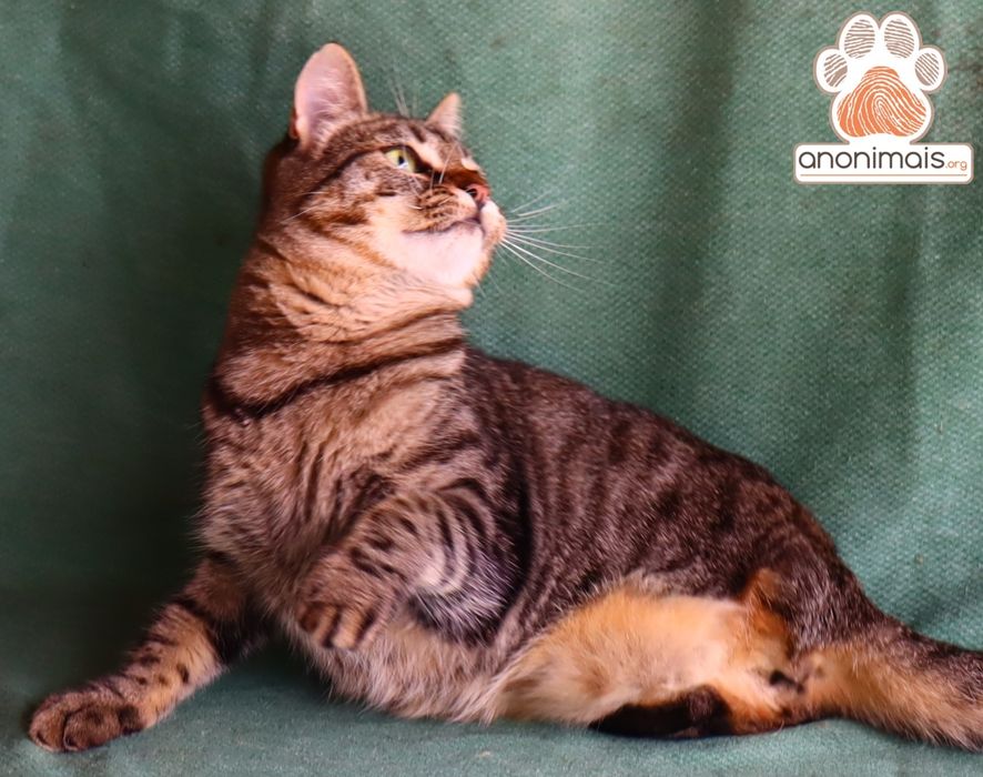 Manga - gata para adopção