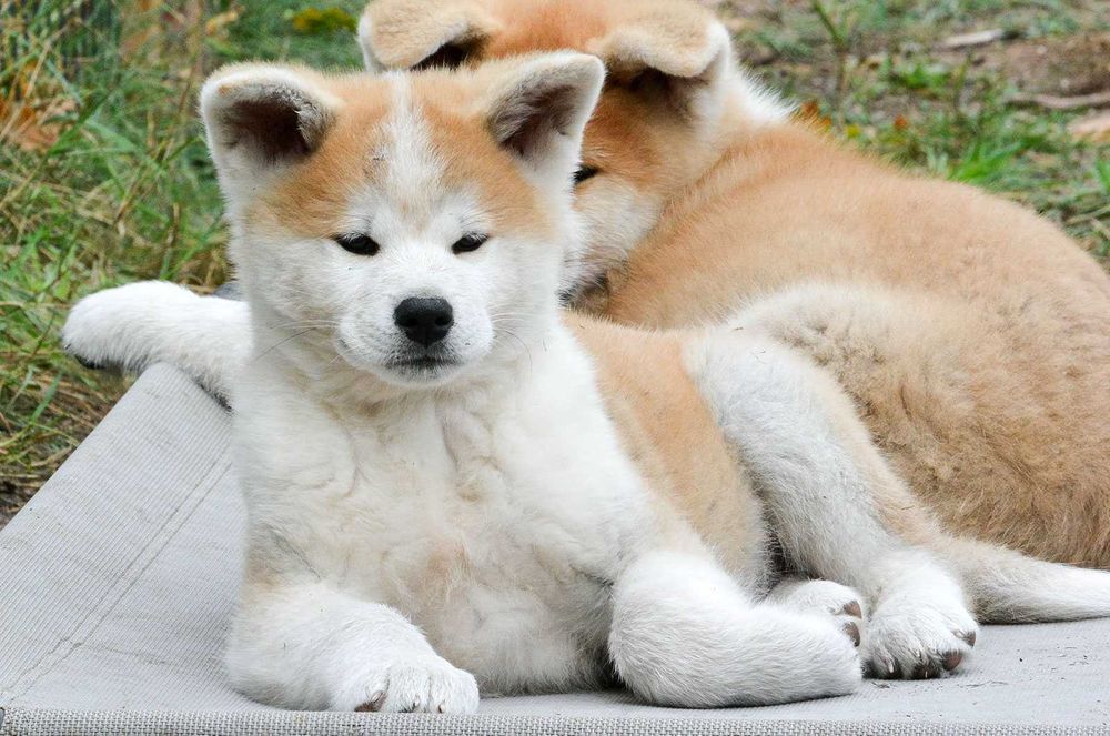 Akita japońska akita inu suczka rodowód FCI/ZKwP