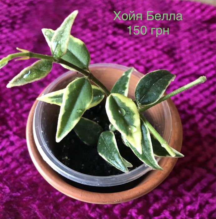 Кімнатні рослини