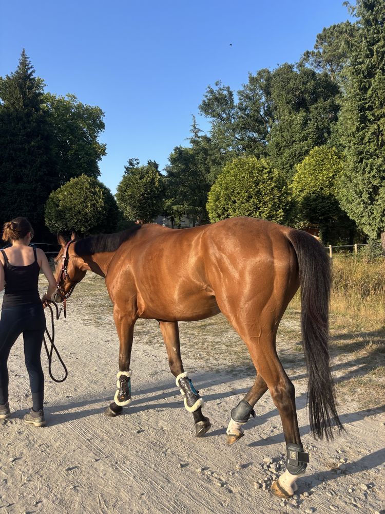Cavalo PSI para venda