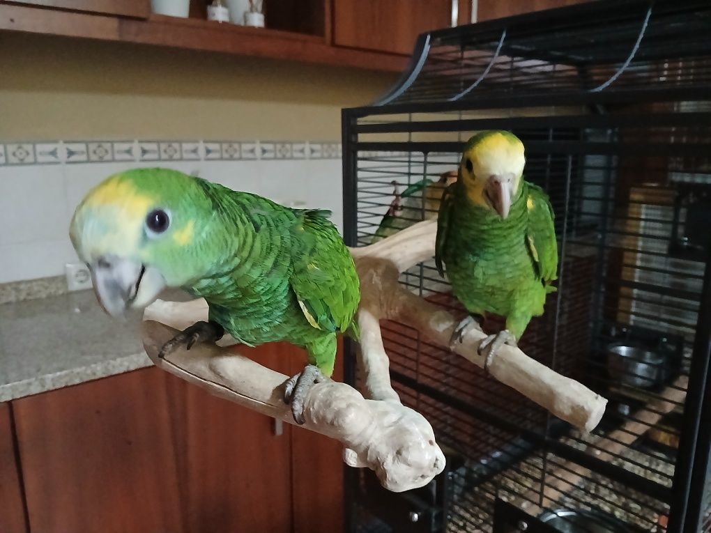 Casal de Amazonas Barbadensis