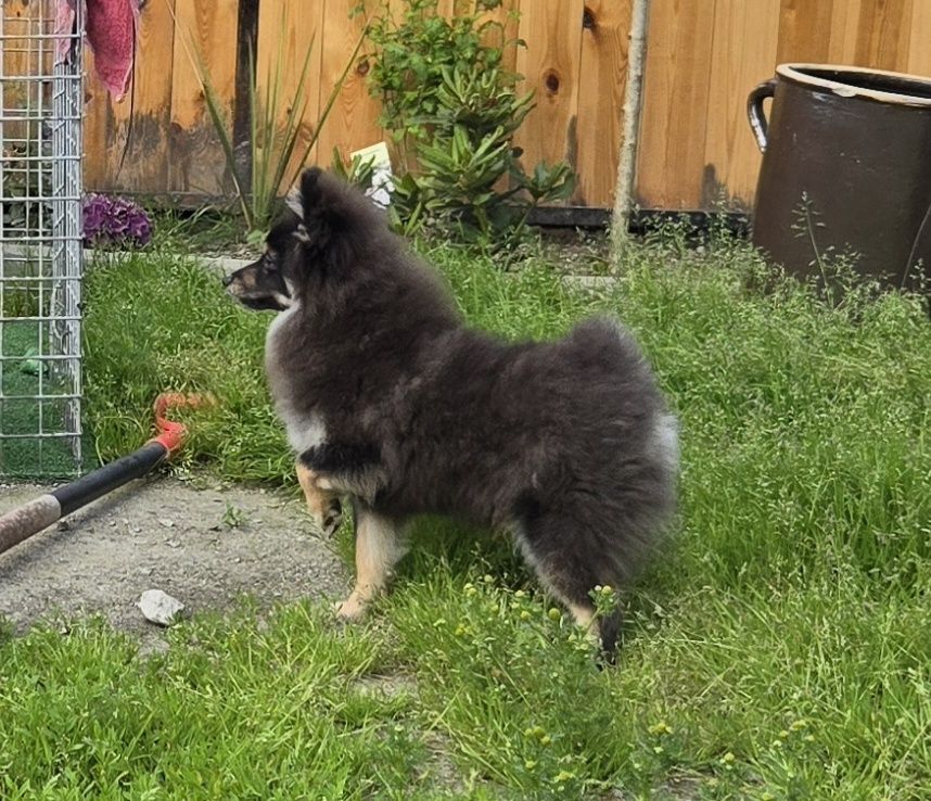 Pomeranian pies gotowy do odbioru