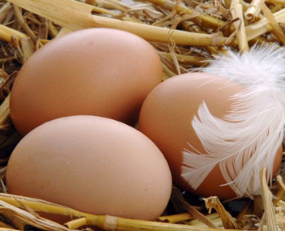 Яйця домашніх курочок