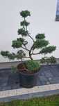 Bonsai Tuja Jałowiec drzewko formowany