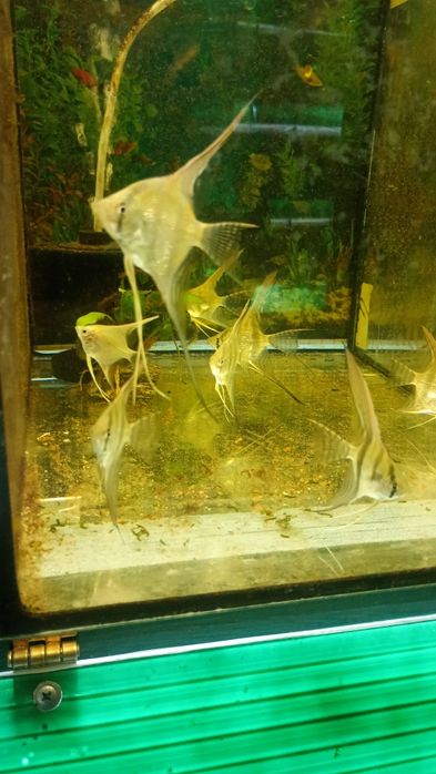 Skalar skalar skalar