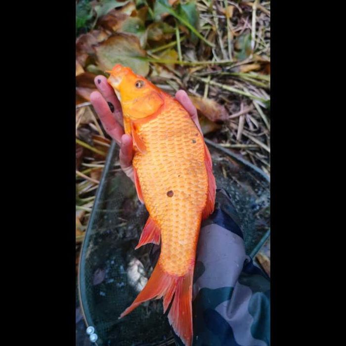 Koi tarlak 25-40cm
