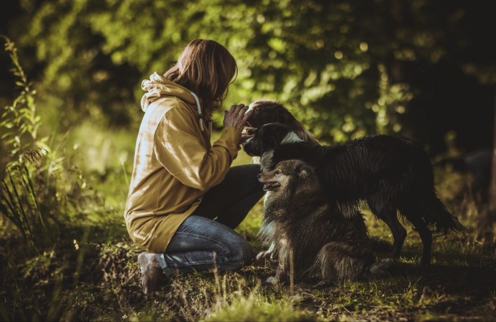 Suczka szczeniak Owczarek Border Collie rasowa
