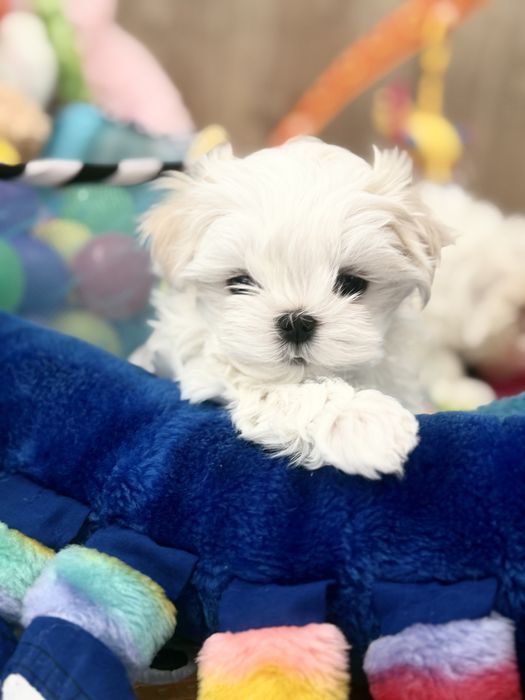 Maltanczyk fci zkwp Krakow cudo