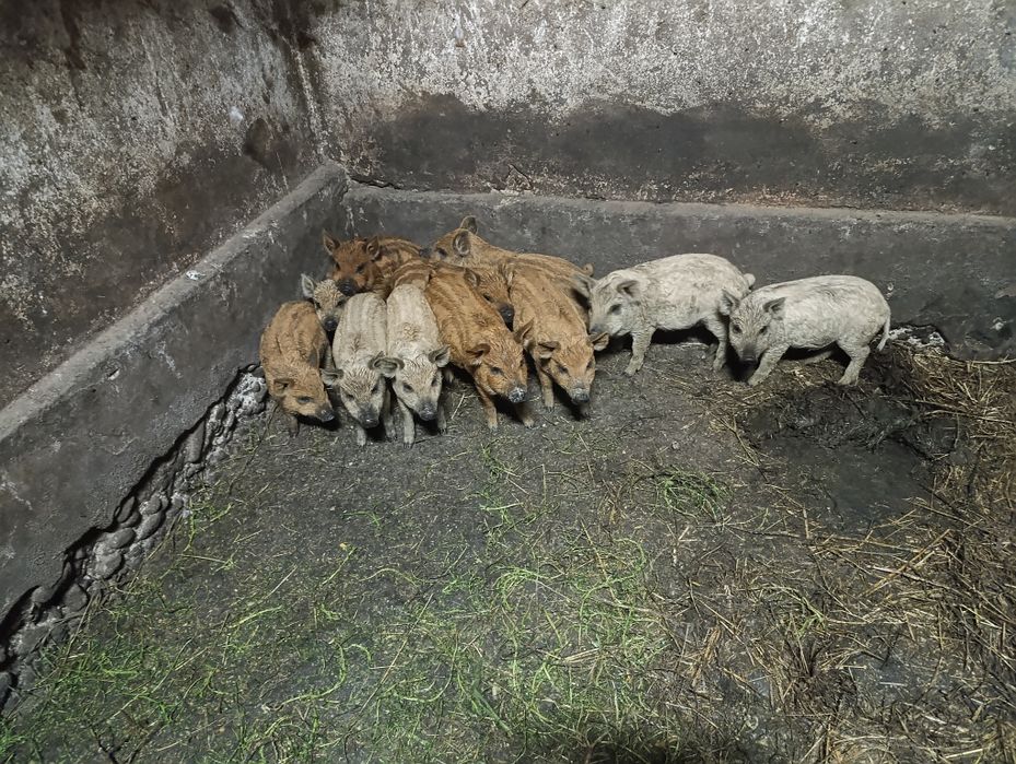 Поросята мангал .