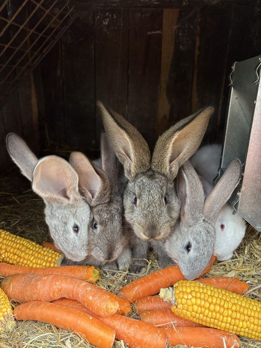 Królik króliki olbrzym belgijski