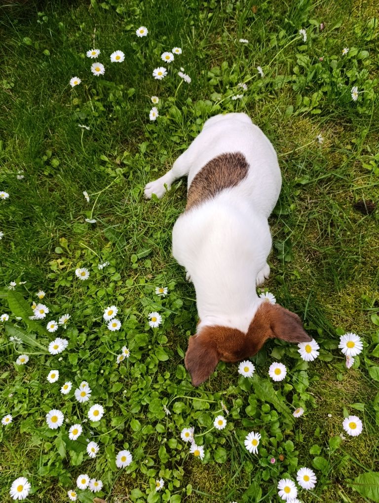 Jack Russell Terrier suczka