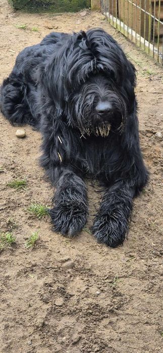 Piesek około 2 lata