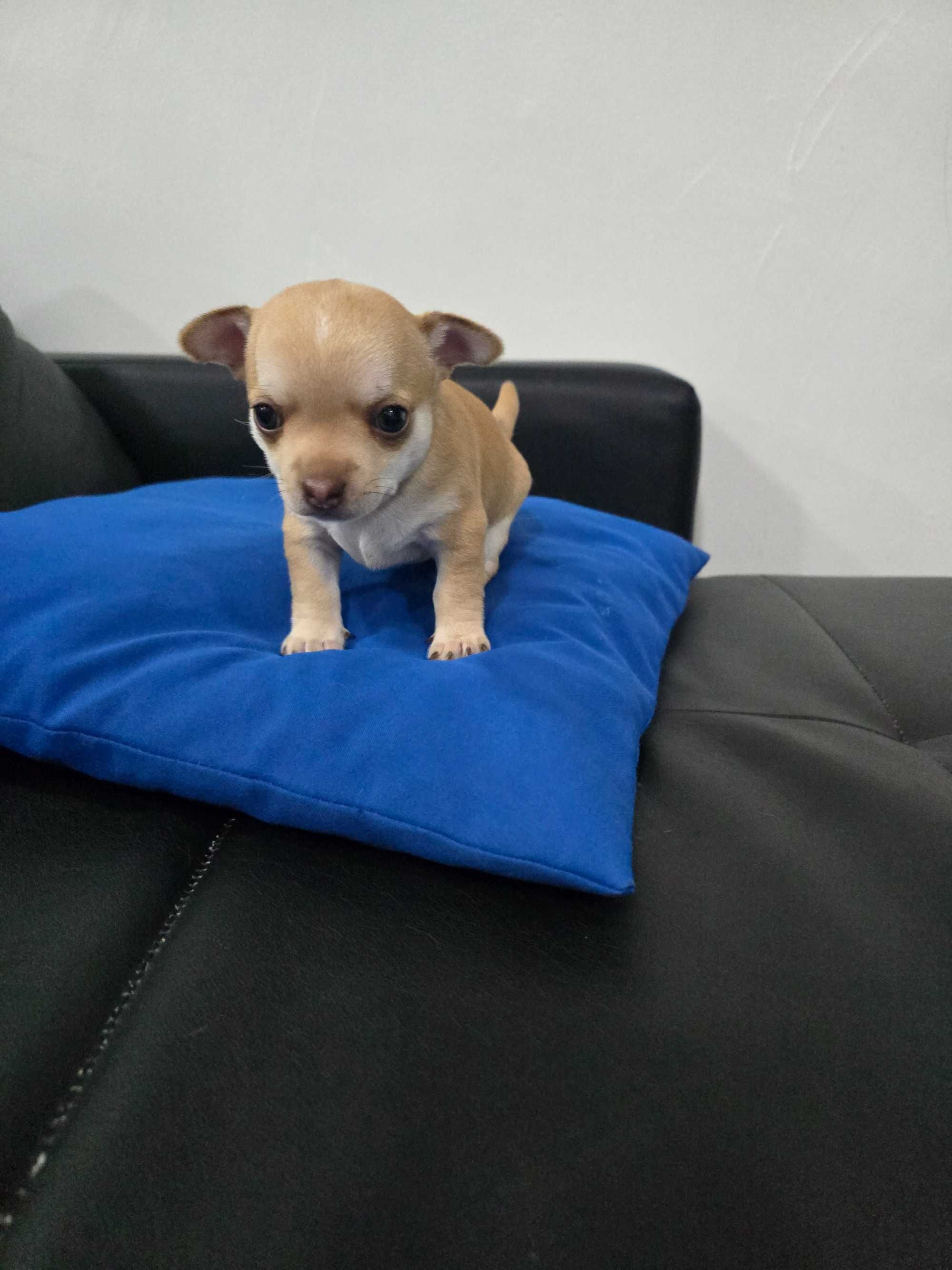 Mini  chihuahua cor exotica.