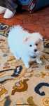 Vendo Lulu da Pomerania