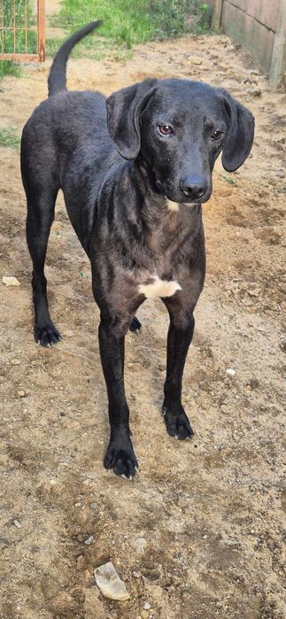 Piesek około 2 lata