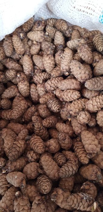 Nasiona modrzewia(larix decidua)