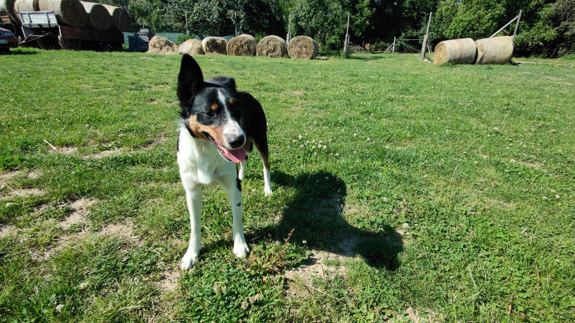 Destiny Border Collie ZKwP FCI