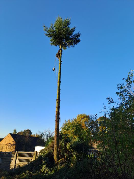 Wycinka drzew oraz karczowanie działek