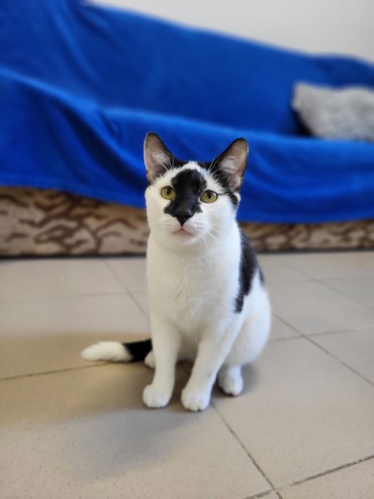 Młody kocurek Stix do adopcji