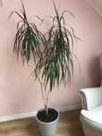 Dracena zdrowa i dorodna z donicą