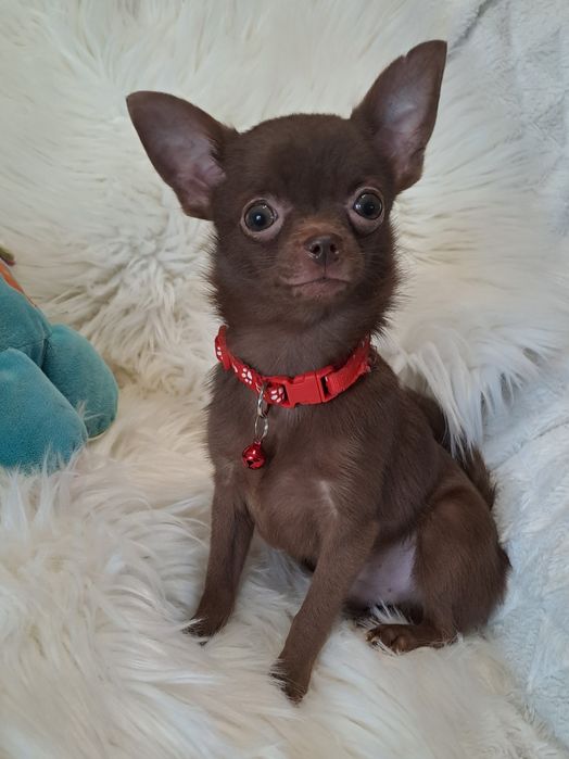 **X-MAN**chihuahua piesek xxs-1.40 choco gotowy do zmiany opiekuna