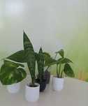 Plantas decorativas Jibóias e espada de santa  Bárbara