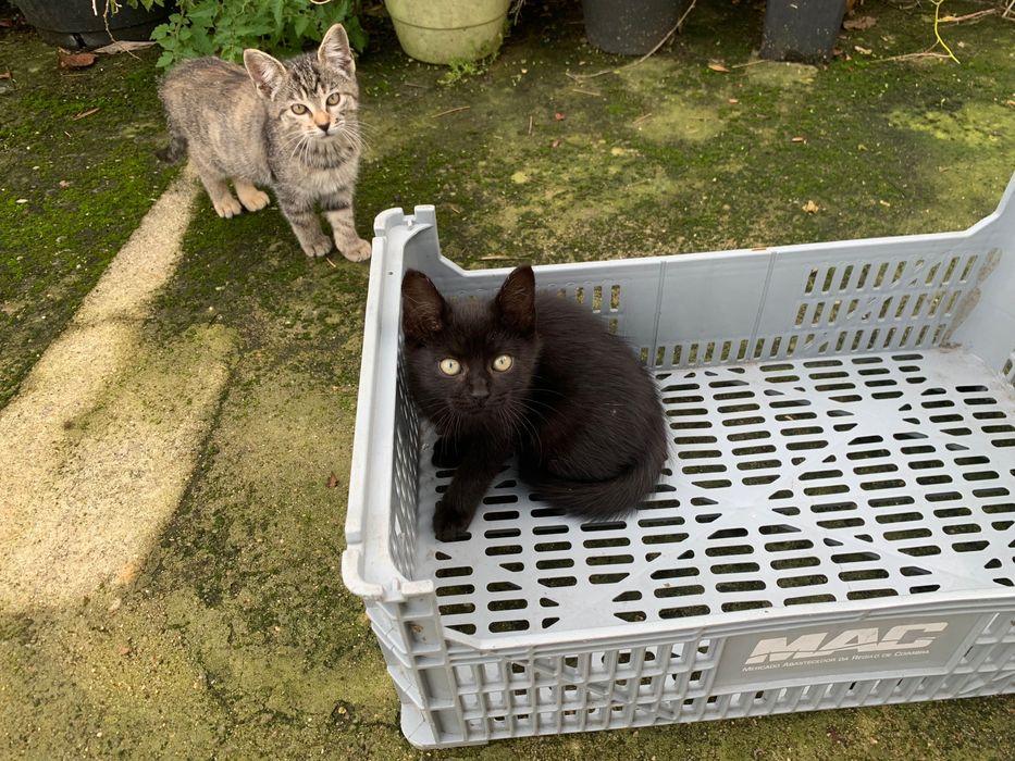 Adoção gatinhas bebés