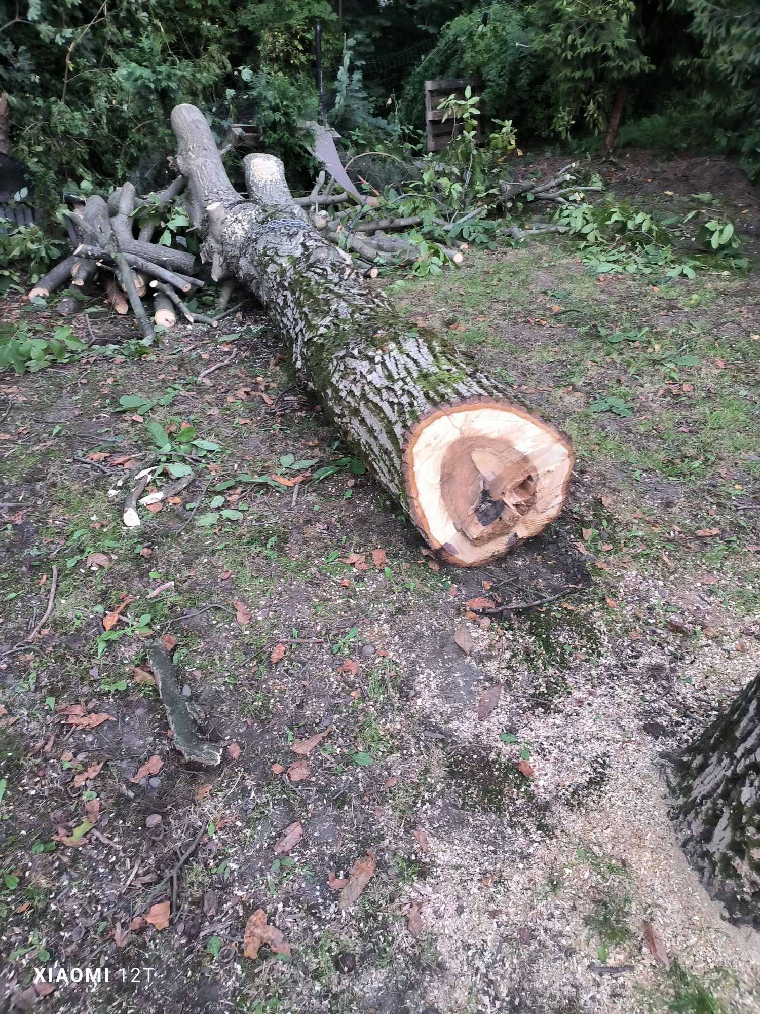 Orzech Włoski Fi-50 sprzedam lub zamienię ogłoszenie do 20.05