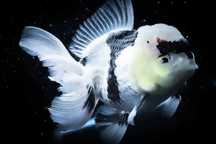 Promocja Oranda ,,Black white,, welonek welonki goldfish welon złota