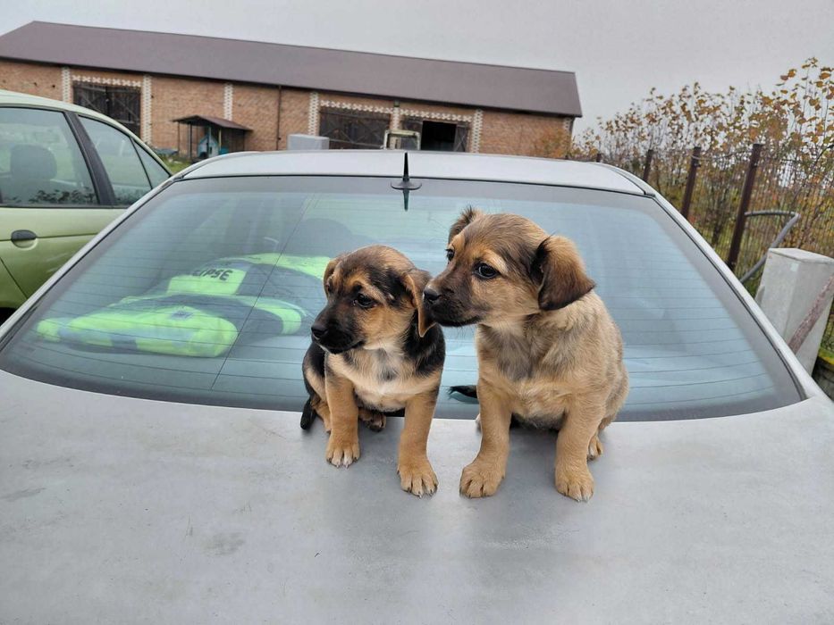 Szczeniaki  oddam za darmo