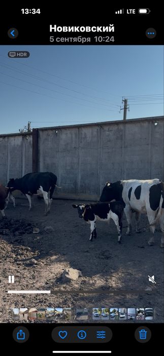 Продам худобу живою вагою (корови, бики, телята)