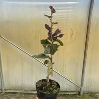 Buk pospolity ’ Dawyck Purple ’ Fagus sylvatica ( czerwony )