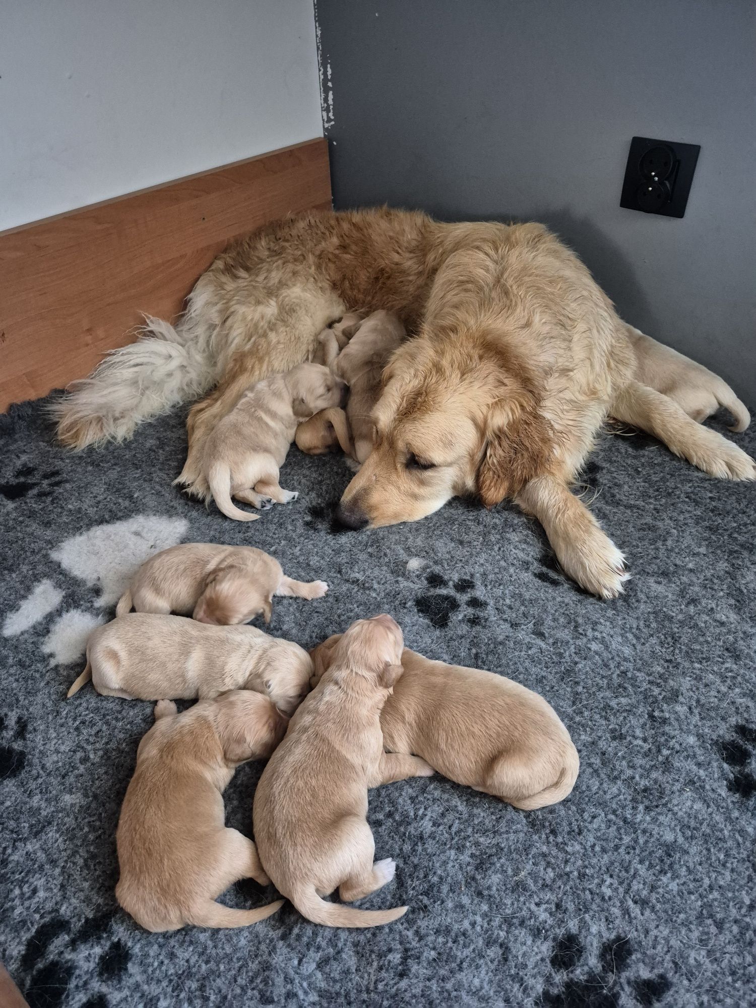 Golden Retriever - złota suczka , do odbioru po 20 sierpniat
