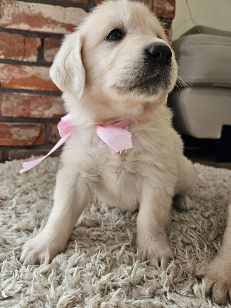 Piesek Golden retriever z rodowodem