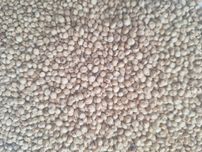 DARI Sorgo białe Danimo  200 g. Pokarm dla papug