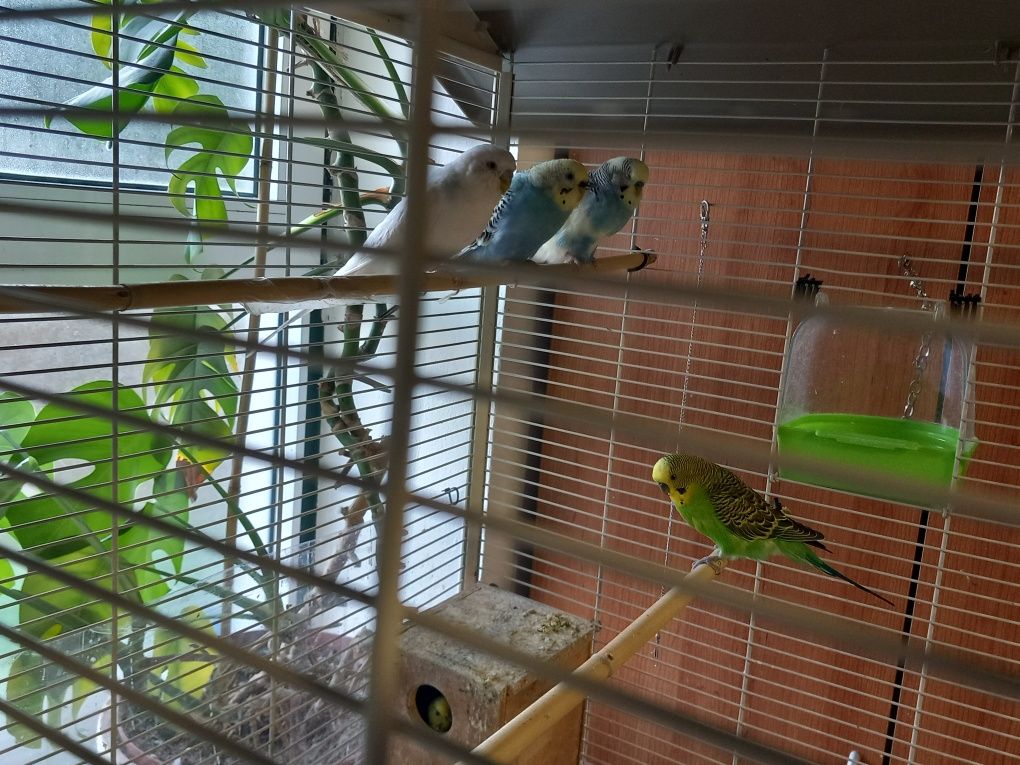 Casais de Piriquitos