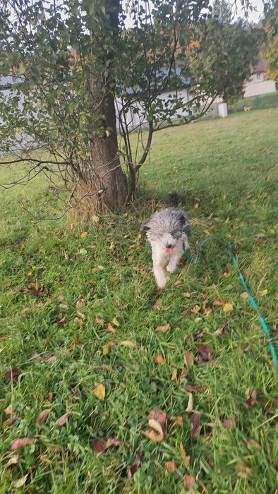 Ozi – młody, mądry pies w typie PON-a szuka odpowiedzialnego domu