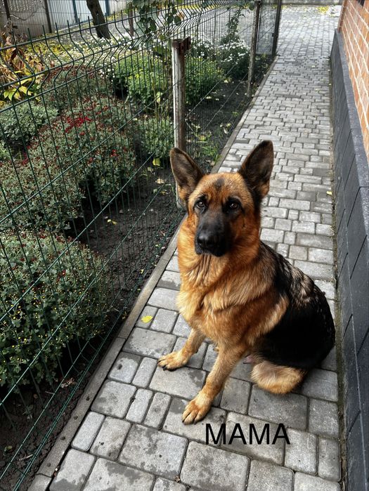 Цуциня німецької вівчарки