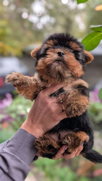 Девочки и мальчик