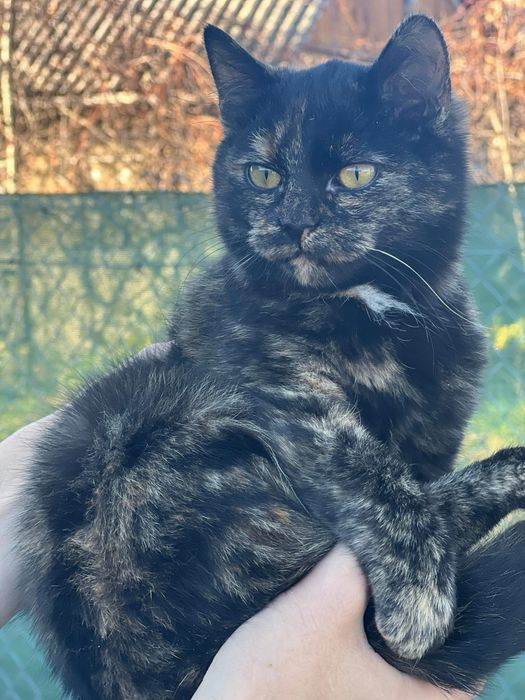 Відам у добрі руки , кішка з покровська