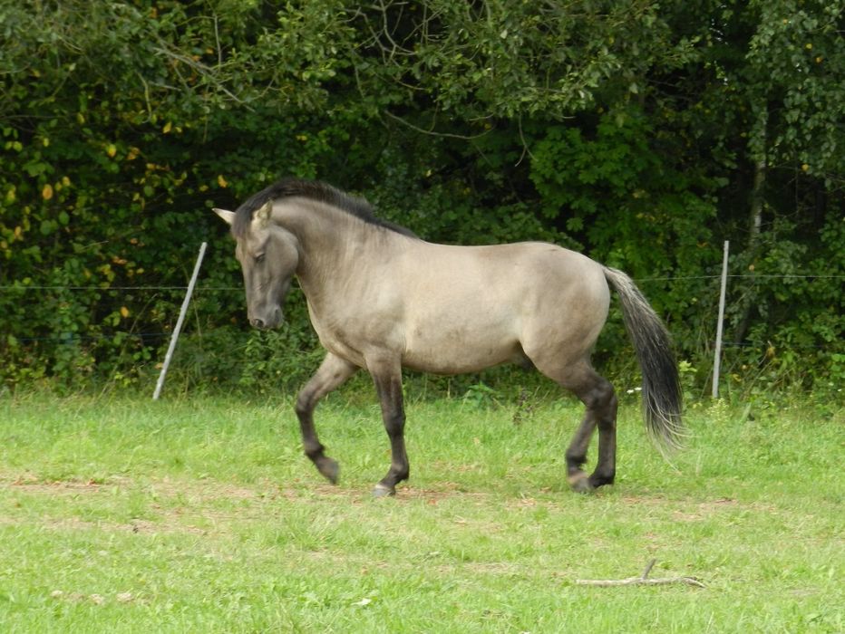 Konik polski - 3,5 roku, wstępnie zajeżdżony