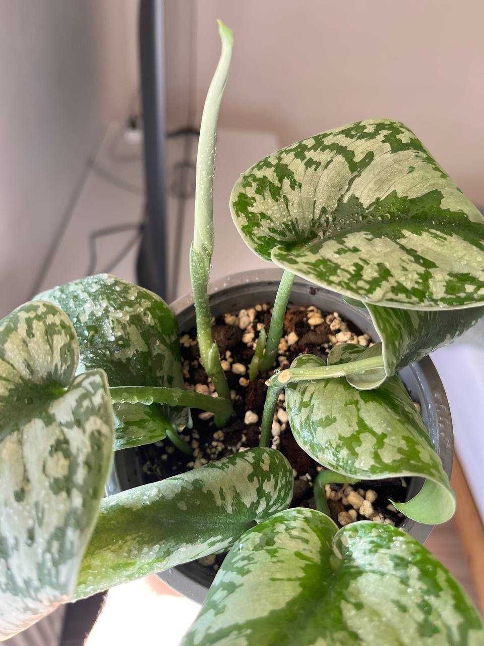 scindapsus silver ann
