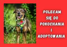 HAKI - marzy o nowym domu i rodzinie :)