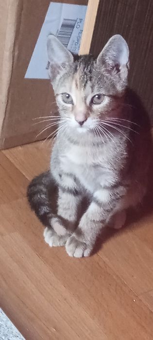 Kotki do adopcji