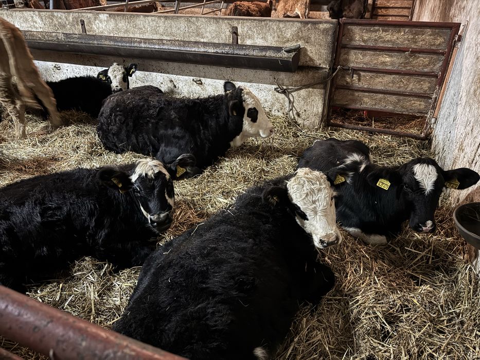 Jałówka jałówki odsadki cielęta waga 150-350 kg