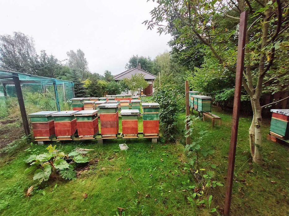 Miód lipowy 1.2 kg świeży i aromatyczny z Pasieki Bartosza