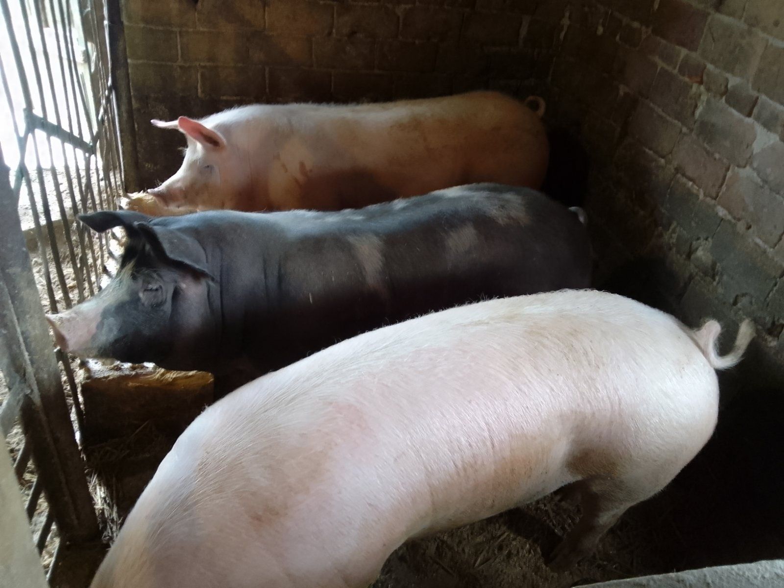 Продам свині 120-150кг