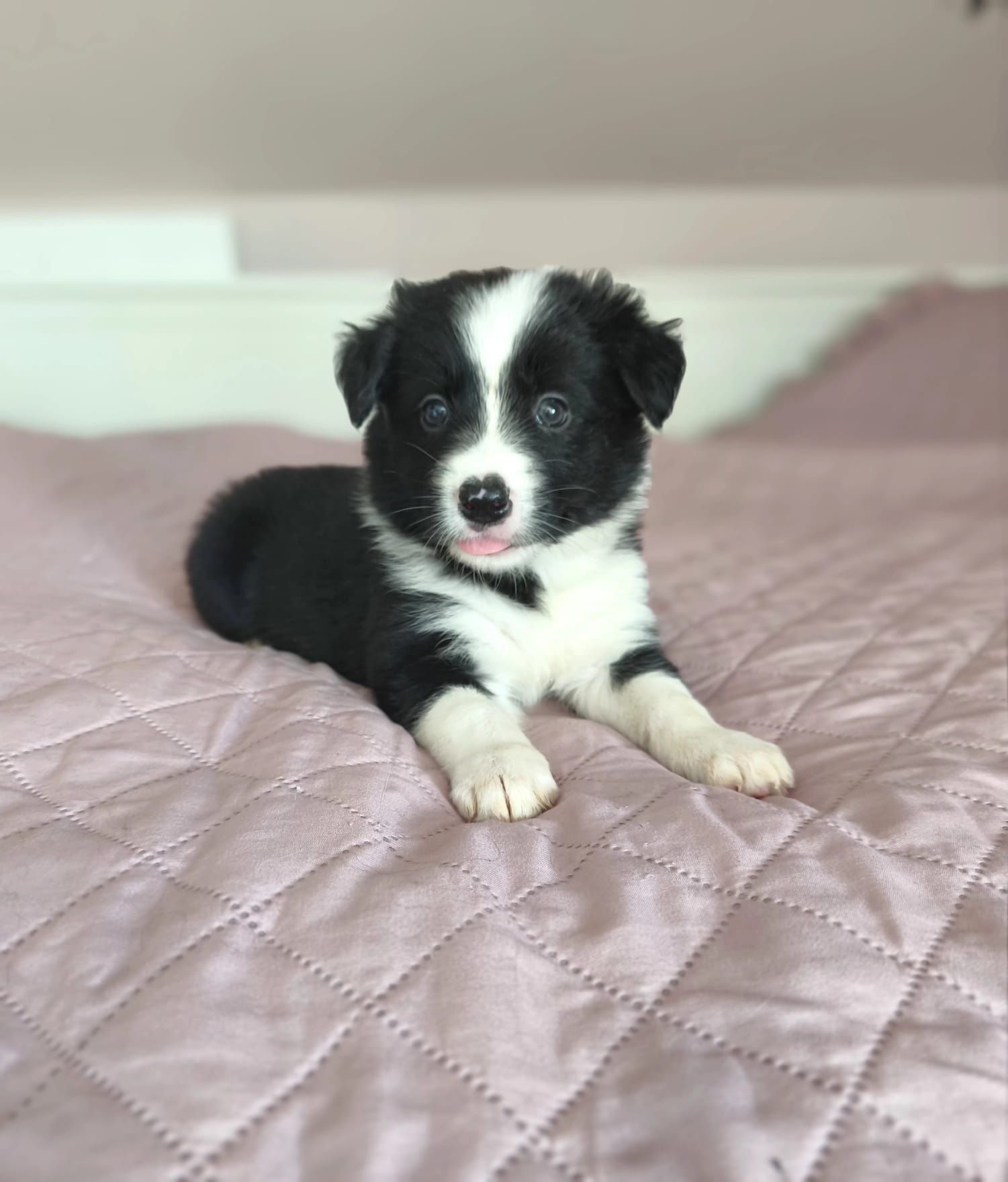 Piękna suczka rasy border collie
