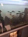 Peixes tropicais
