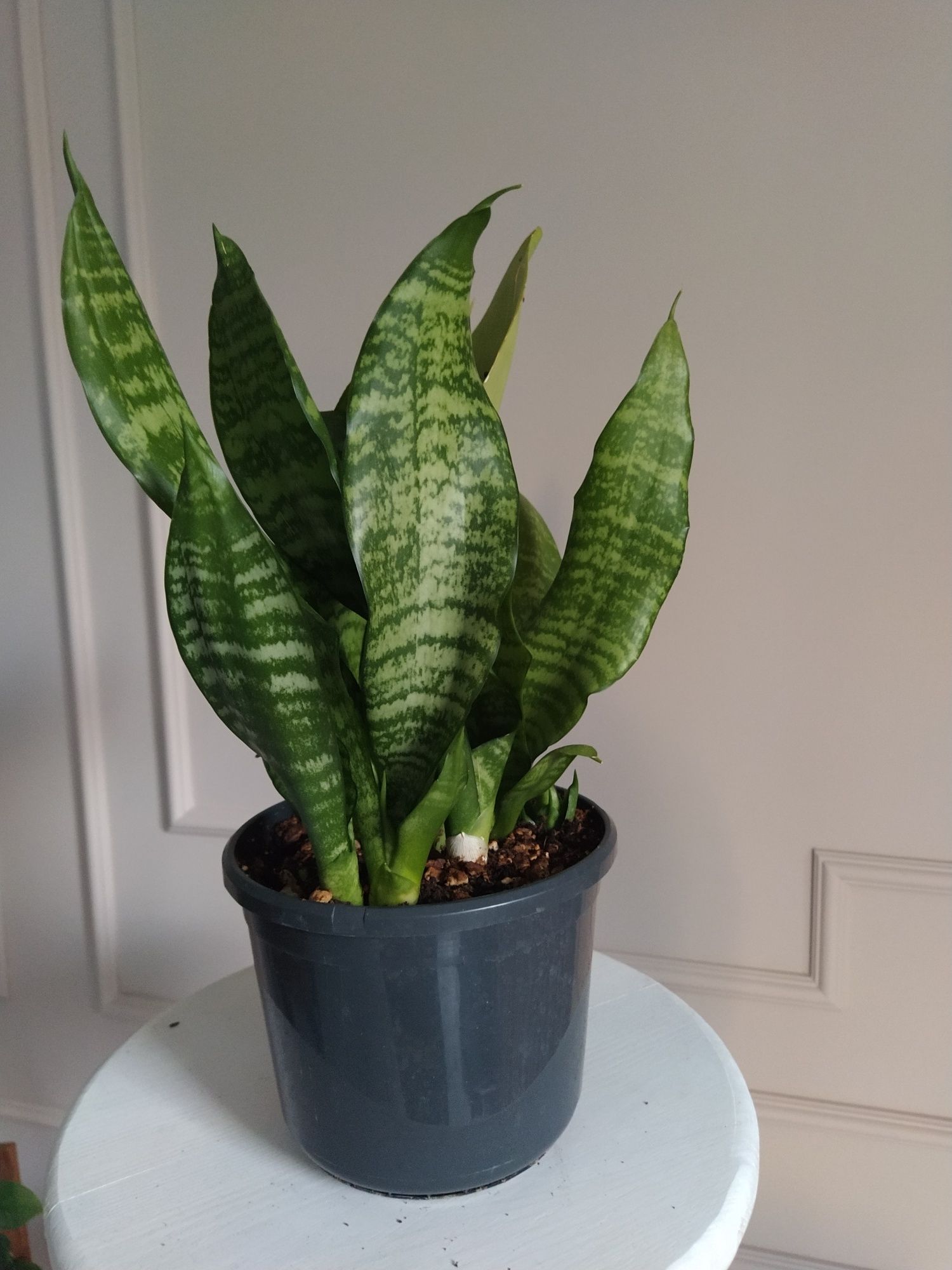 Wężownica Sansevieria